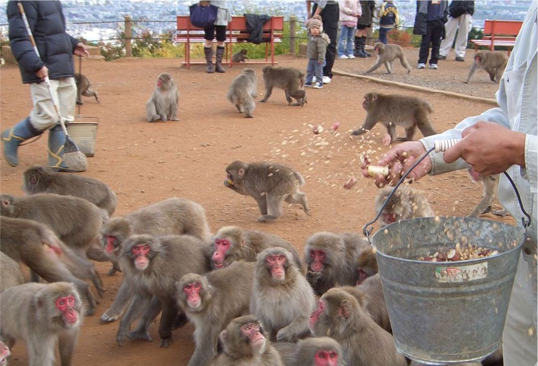 Japonské mesto pod útokom opíc
