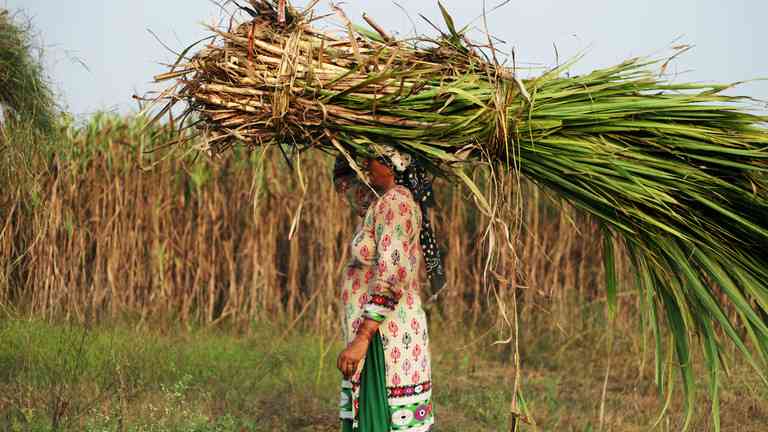 India môže zakázať vývoz cukru – Reuters