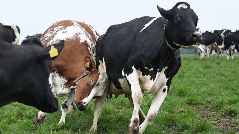 Štát EÚ zdaní kravské prdy