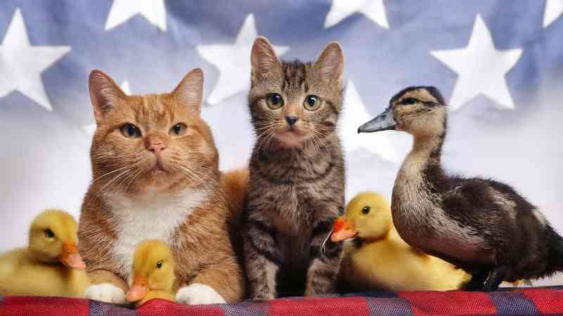 Internet spúšťa meme kampaň „Cats & Ducks For Trump“ po tom, čo haitskí migranti nafilmovali, ako jedia domáce zvieratá a miestne vtáky